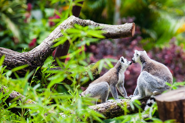 Ring-tailed lemur (Lemur catta) in captivity