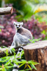 Ring-tailed lemur (Lemur catta) in captivity