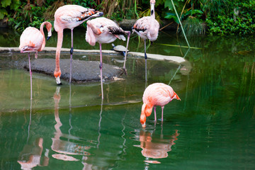 American flamingo (Phoenicopterus ruber) in captivity