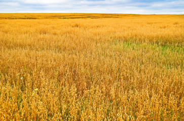 A field of ripe oats at the end of summer