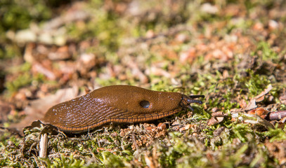 Arion vulgaris, iberia snail making problems in gardens
