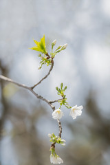 桜
