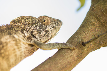 Chamäleon klettert am Baum