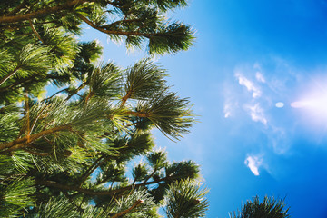 Pine trees branches against blue sky.