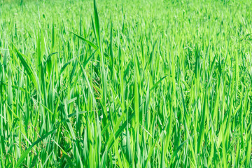 Green grass texture from a field