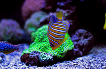 Regal Angelfish (Pygoplites diacanthus) 