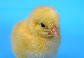 little chick on blue background studio baby hen cute newborn animal close-up