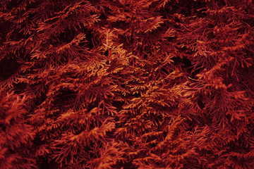 red juniper leafs close up background photo