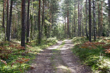 Forest road