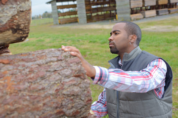 lumberjack checking if wood trunk is ready for lumbermill