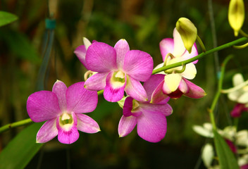 pink orchid flowers close up photo on summer garden background