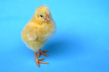 chicken on blue background baby bird hen chick isolated in studio