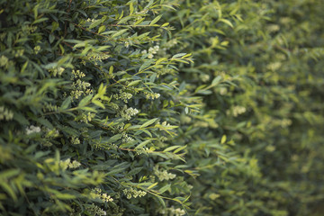 Fototapeta na wymiar Uncut Ligustrum green hedge. Green leaves background