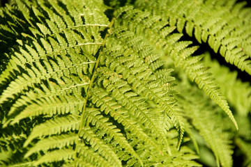Lady fern Athyrium