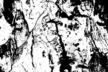Obraz premium Obsolete tree bark vector texture. Black and white bark ornament.