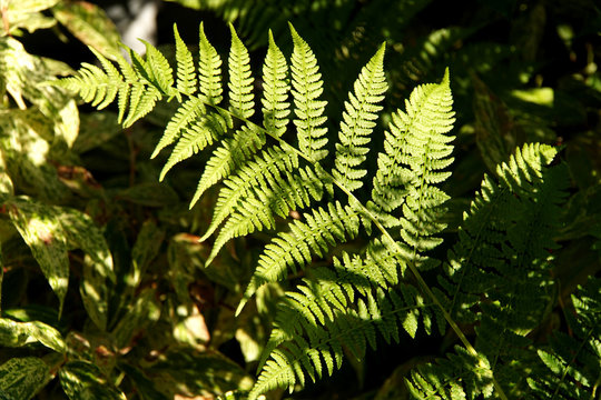 Lady Fern Athyrium