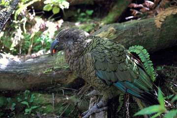 New Zealand Kea