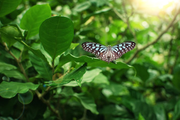 Beautiful blue butterfly sitting on the leaves of the trees illuminated by the rays of the sun, The Nature Of Thailand
