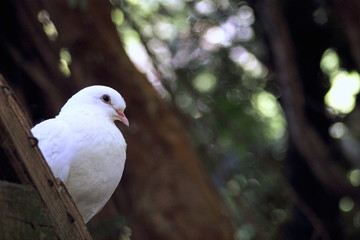 close up of a white dove