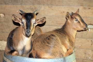 Arapawa Goat Kids