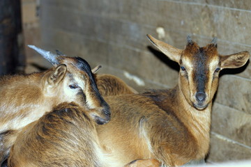Arapawa Goat Kids