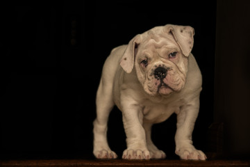 Bulldog Puppy