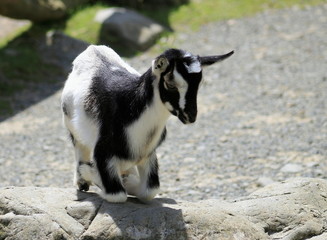 Kneeling Black & White Kid Goat