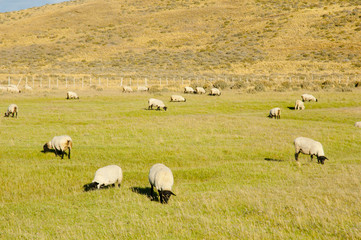 Fototapeta premium Suffolk Sheep - Tierra Del Fuego - Chile