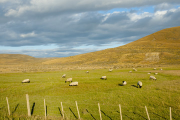 Fototapeta na wymiar Suffolk Sheep - Tierra Del Fuego - Chile