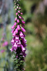 Foxglove