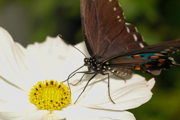 North American Swallowtail butterfly close up macro shot 