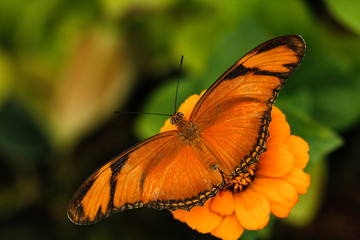 Julia butterfly close up macro shot