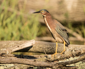 Greenback Huron