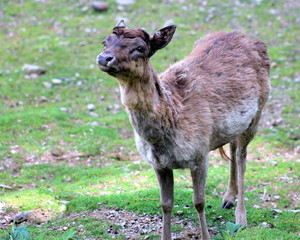 Fototapeta premium Fallow Deer