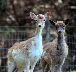 Pair of Young Fallow Deer