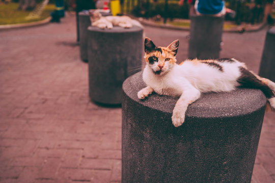 Stray cat sleeps on post at park in Miraflores Lima Peru