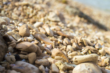Stones and seashell