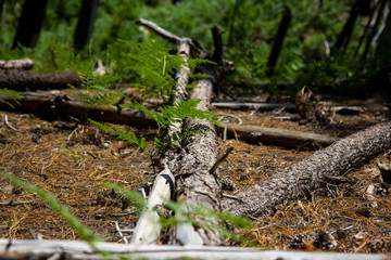 Branch on Forest Floor