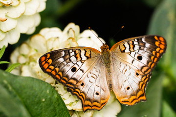 White Peacock butterfly close up macro shot 