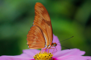 Julia butterfly close up macro shot