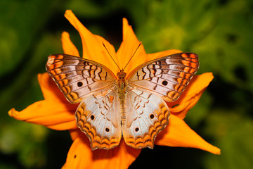 White Peacock butterfly close up macro shot 