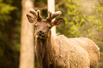 Elk Bull