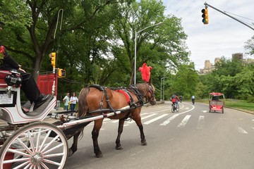 Naklejka na ściany i meble Horse Carriage 7 / On the streets of New York entering the massive Central park.
