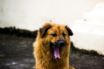 Brown dog is open mouth