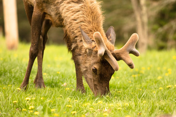 Elk Bull