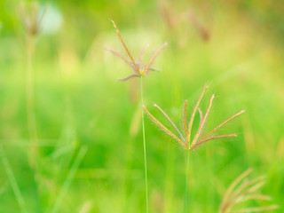 soft focus of Grass flower and Green grass.