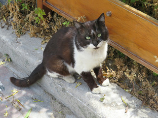 lonely black and white cat on the street capital of the island of Kos, Greece                               