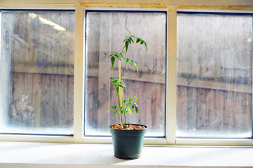 One Single Seedling In a Plastic Black Pot on a Windowsill in New England