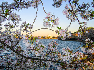 Cherry blossom sakura flowers framing the Jefferson Memorial in Washington DC