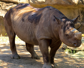 Obraz premium rhinoceros